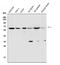 U2 Small Nuclear RNA Auxiliary Factor 2 antibody, A03639-2, Boster Biological Technology, Western Blot image 