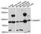 Janus Kinase And Microtubule Interacting Protein 1 antibody, LS-C748802, Lifespan Biosciences, Western Blot image 