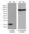 Peptidylprolyl Isomerase F antibody, LS-C794701, Lifespan Biosciences, Western Blot image 