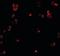 EGF Containing Fibulin Extracellular Matrix Protein 1 antibody, orb89834, Biorbyt, Immunofluorescence image 
