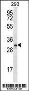 Glycoprotein M6A antibody, 56-677, ProSci, Western Blot image 