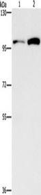 Cell Division Cycle 27 antibody, TA351061, Origene, Western Blot image 