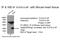 SUMO-conjugating enzyme UBC9 antibody, 51018-2-AP, Proteintech Group, Immunoprecipitation image 