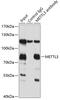 Methyltransferase Like 3 antibody, 23-540, ProSci, Immunoprecipitation image 