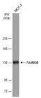 Family With Sequence Similarity 83 Member B antibody, GTX107222, GeneTex, Western Blot image 