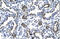 FosB Proto-Oncogene, AP-1 Transcription Factor Subunit antibody, ARP32519_T100, Aviva Systems Biology, Immunohistochemistry frozen image 