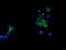 TAP Binding Protein Like antibody, LS-C174407, Lifespan Biosciences, Immunofluorescence image 