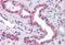 ATP Synthase F1 Subunit Epsilon antibody, MBS245926, MyBioSource, Immunohistochemistry paraffin image 