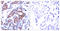 ETS domain-containing protein Elk-1 antibody, LS-C198914, Lifespan Biosciences, Immunohistochemistry frozen image 