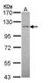 RB Binding Protein 8, Endonuclease antibody, orb73757, Biorbyt, Western Blot image 