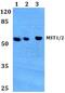 Serine/threonine-protein kinase 3 antibody, PA5-36100, Invitrogen Antibodies, Western Blot image 