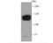 Paired amphipathic helix protein Sin3a antibody, NBP2-67146, Novus Biologicals, Western Blot image 