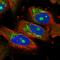 Nucleolar Protein 7 antibody, HPA029185, Atlas Antibodies, Immunofluorescence image 