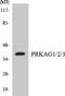Protein Kinase AMP-Activated Non-Catalytic Subunit Gamma 1 antibody, EKC1751, Boster Biological Technology, Western Blot image 