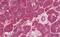 Retinol Binding Protein 1 antibody, MBS249005, MyBioSource, Immunohistochemistry paraffin image 