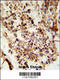 Acrosin antibody, 63-771, ProSci, Immunohistochemistry paraffin image 