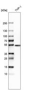 Interferon Regulatory Factor 8 antibody, HPA002531, Atlas Antibodies, Western Blot image 