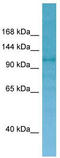 Connector Enhancer Of Kinase Suppressor Of Ras 2 antibody, TA338074, Origene, Western Blot image 
