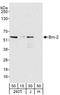 POU domain, class 3, transcription factor 2 antibody, A303-583A, Bethyl Labs, Western Blot image 