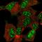 HGb antibody, HPA061642, Atlas Antibodies, Immunofluorescence image 