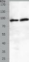 Junction Plakoglobin antibody, TA321451, Origene, Western Blot image 
