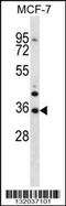 MORN Repeat Containing 3 antibody, 56-758, ProSci, Western Blot image 