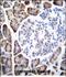 Urocanate Hydratase 1 antibody, PA5-48130, Invitrogen Antibodies, Immunohistochemistry frozen image 