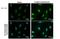 ATF4 antibody, NBP2-15499, Novus Biologicals, Immunocytochemistry image 