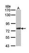 Scinderin antibody, orb69817, Biorbyt, Western Blot image 
