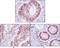 Hnf3b antibody, M01032-1, Boster Biological Technology, Immunohistochemistry frozen image 