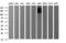 Lca antibody, TA506566, Origene, Western Blot image 