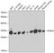Proteasome Subunit Alpha 4 antibody, GTX54544, GeneTex, Western Blot image 