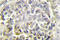 PYD And CARD Domain Containing antibody, LS-C176873, Lifespan Biosciences, Immunohistochemistry paraffin image 