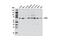 Raf-1 Proto-Oncogene, Serine/Threonine Kinase antibody, 12552S, Cell Signaling Technology, Western Blot image 