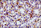 Solute Carrier Family 2 Member 4 antibody, 250673, Abbiotec, Immunohistochemistry paraffin image 