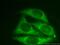 SNAP Associated Protein antibody, 10055-1-AP, Proteintech Group, Immunofluorescence image 