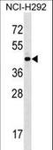Zinc Finger Protein 436 antibody, LS-C160875, Lifespan Biosciences, Western Blot image 