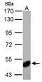 4-Aminobutyrate Aminotransferase antibody, PA5-27198, Invitrogen Antibodies, Western Blot image 
