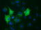 Mitotic checkpoint serine/threonine-protein kinase BUB1 beta antibody, CF500679, Origene, Immunofluorescence image 