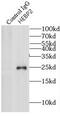 Heme Binding Protein 2 antibody, FNab03817, FineTest, Immunoprecipitation image 