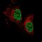 PARP1 Binding Protein antibody, PA5-58877, Invitrogen Antibodies, Immunofluorescence image 