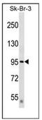 Deltex E3 Ubiquitin Ligase 3L antibody, AP51334PU-N, Origene, Western Blot image 