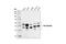 Cytokeratin Pan  antibody, 4545P, Cell Signaling Technology, Western Blot image 