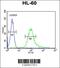 UDP-GlcNAc:BetaGal Beta-1,3-N-Acetylglucosaminyltransferase 4 antibody, 55-350, ProSci, Immunofluorescence image 