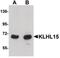 Kelch-like protein 15 antibody, PA5-20771, Invitrogen Antibodies, Western Blot image 