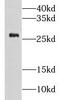 Carboxymethylenebutenolidase Homolog antibody, FNab01784, FineTest, Western Blot image 