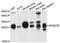 Alkylglycerone Phosphate Synthase antibody, PA5-76591, Invitrogen Antibodies, Western Blot image 