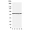 Aldh3 antibody, R31185, NSJ Bioreagents, Western Blot image 