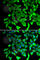 Prostaglandin E Synthase 2 antibody, A7137, ABclonal Technology, Immunofluorescence image 