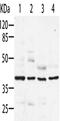 Aminoacyl tRNA synthase complex-interacting multifunctional protein 2 antibody, CSB-PA151818, Cusabio, Western Blot image 